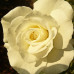 Роза флорибунда Кристалл перл