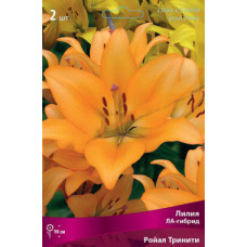 Лилия Ройал Тринити (ЛА-гибрид)