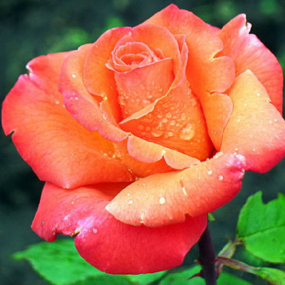 Роза чайно-гибридная Амбассадор