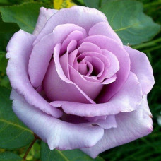 Роза чайно-гибридная Блю Мун