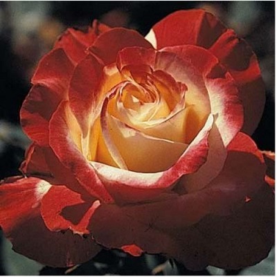 Роза чайно-гибридная Фоти Найнэ