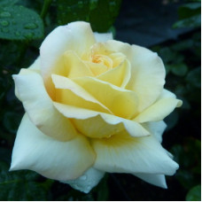 Роза чайно-гибридная Глория Дей