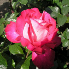 Роза чайно-гибридная Гожар