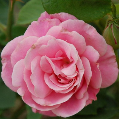 Роза чайно-гибридная Каресс