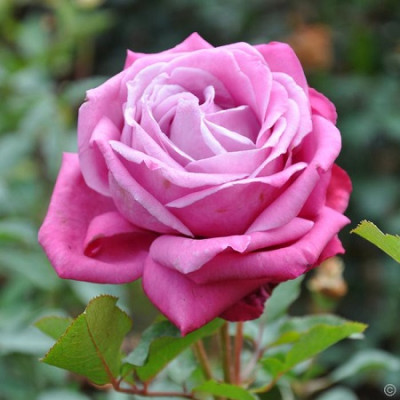 Роза чайно-гибридная Лилла Вондер