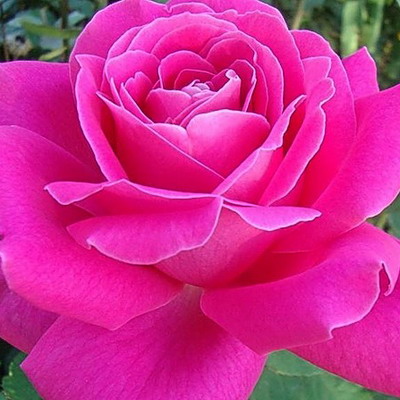 Роза чайно-гибридная Пинк Пис
