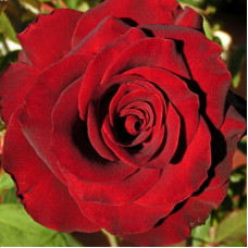 Роза плетистая Дон Жуан