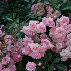 Роза почвопокровная Фэйри 