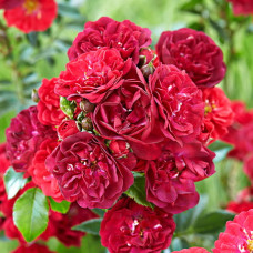 Роза почвопокровная Фэйри Данс