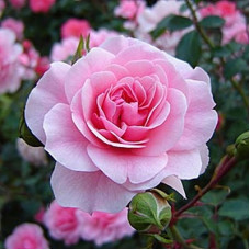 Роза флорибунда Боника