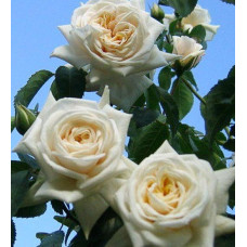 Роза плетистая Илзе Крон 