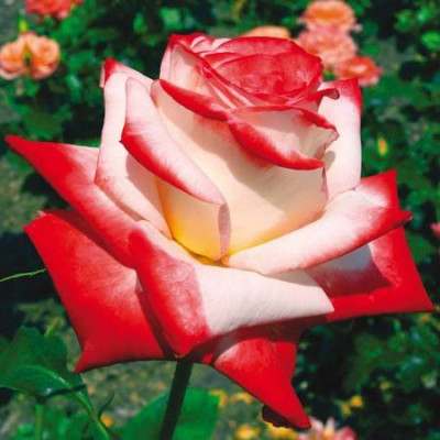 Роза чайно-гибридная Императрица Фара