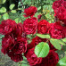 Роза канадская парковая Хоуп оф хьюманити