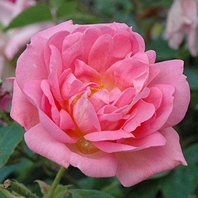Роза канадская парковая Мари Викторин (серия Северный сад)