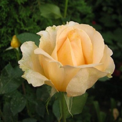 Роза чайно-гибридная Казанова