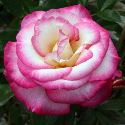 Роза плетистая Хэндель