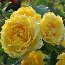 Роза плетистая Клайминг Голдиз 