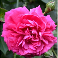 Роза плетистая  Клайминг Парад 