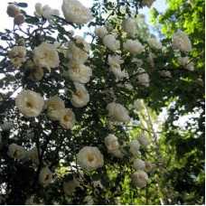 Роза колючейшая