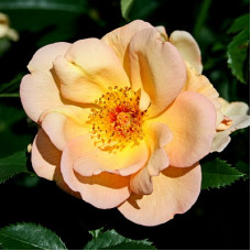 Роза плетистая Майголд