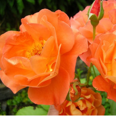 Роза Миниатюра Ориндж  