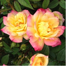 Роза миниатюрная Триколор