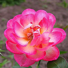 Роза миниатюрная Свит Симфони