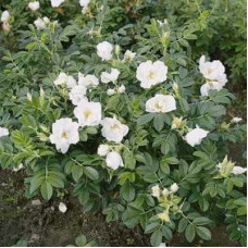 Роза морщинистая Альба