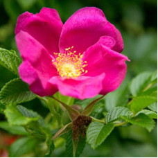 Роза морщинистая Рубра