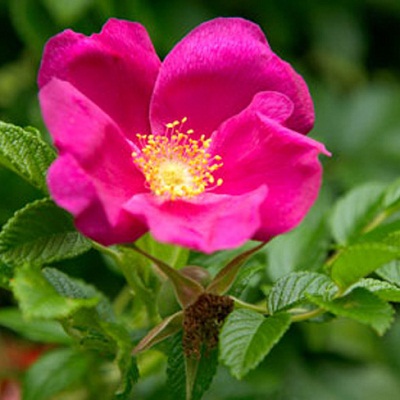 Роза морщинистая Рубра