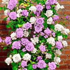 Роза плетистая Мистер Вондер  