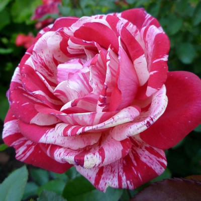 Роза чайно-гибридная Пападжино  