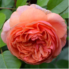 Роза парковая Чиппендейл