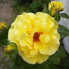 Роза парковая Лихткёниген Лючия