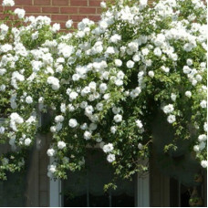 Роза плетистая Клайминг Шнеевиттхен