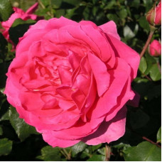 Роза плетистая Парад