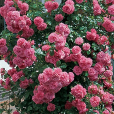 Роза плетистая Розариум Ютерсен