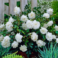 Роза почвопокровная Вайт Фейри