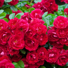 Роза почвопокровная Ред Фейри