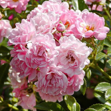 Роза почвопокровная Фэйри