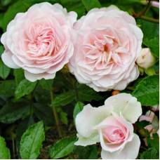 Роза почвопокровная Сиа Фом