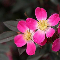 Роза сизая Глаука