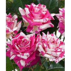 Роза Спрей Флашинг