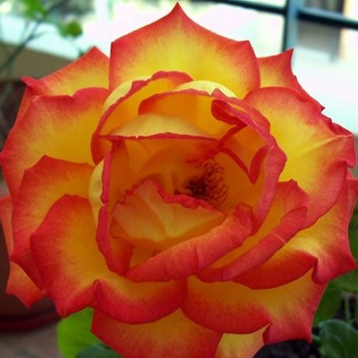 Роза чайно-гибридная Султан