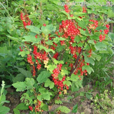 Смородина красная Розетта