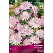 Астранция Розея (наибольшая)