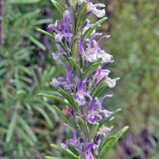 Розмарин лекарственный Барбекю  