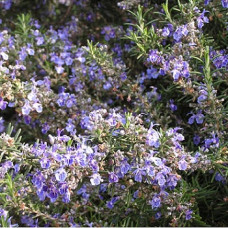 Розмарин лекарственный Корсикан Блю