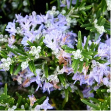 Розмарин лекарственный Поинт Ду Раз