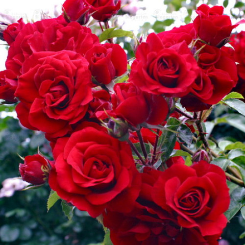 Роза канадская парковая Катберт Грант купить в интернет-магазине Чистый Мир.